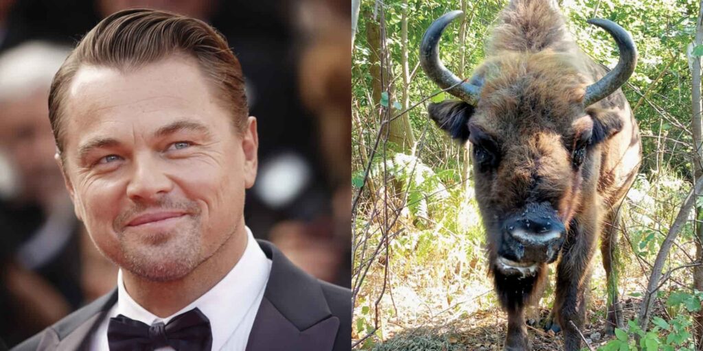 Leonardo Dicaprio praises return of 4 bison to uk woodland