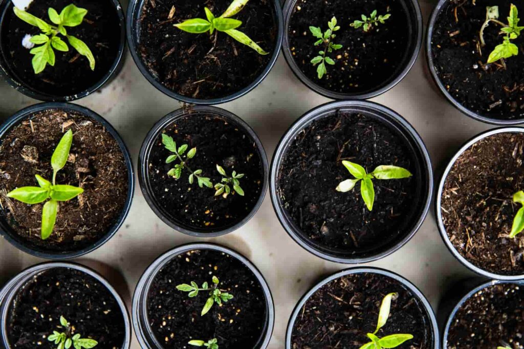 micro greens to plants and veggies on your windowsill garden