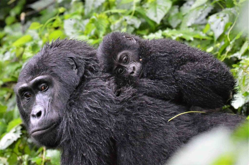 a gorilla carrying a baby gorilla