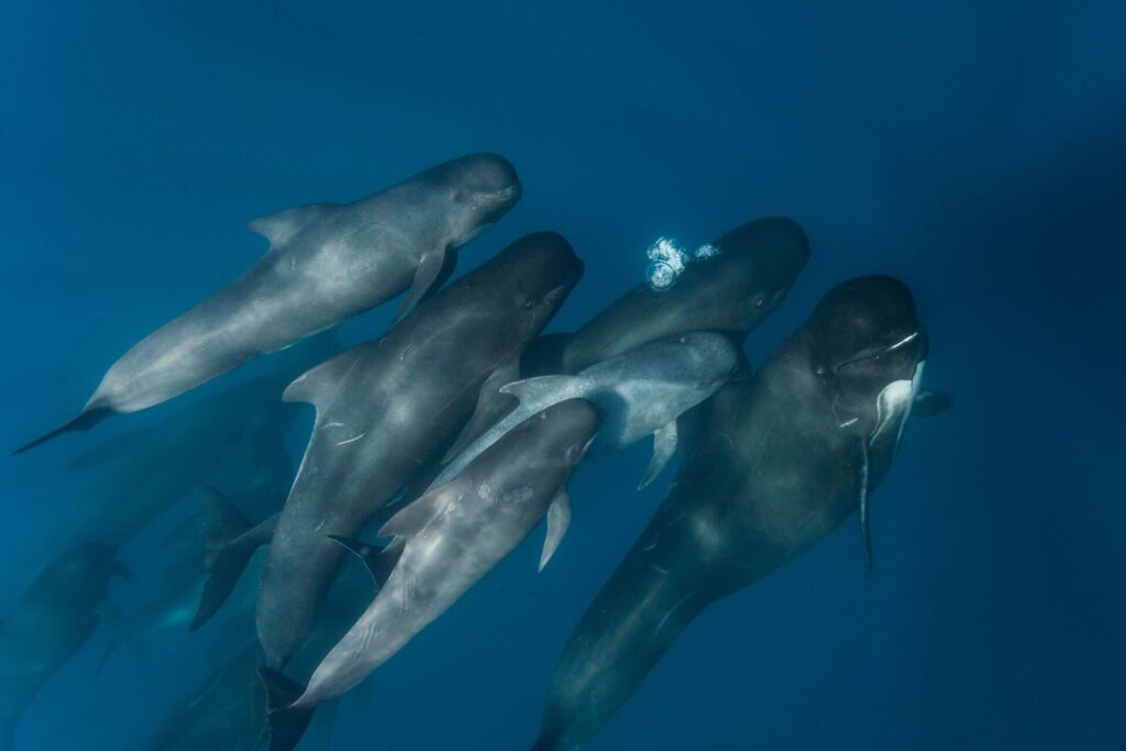 Pilot whales