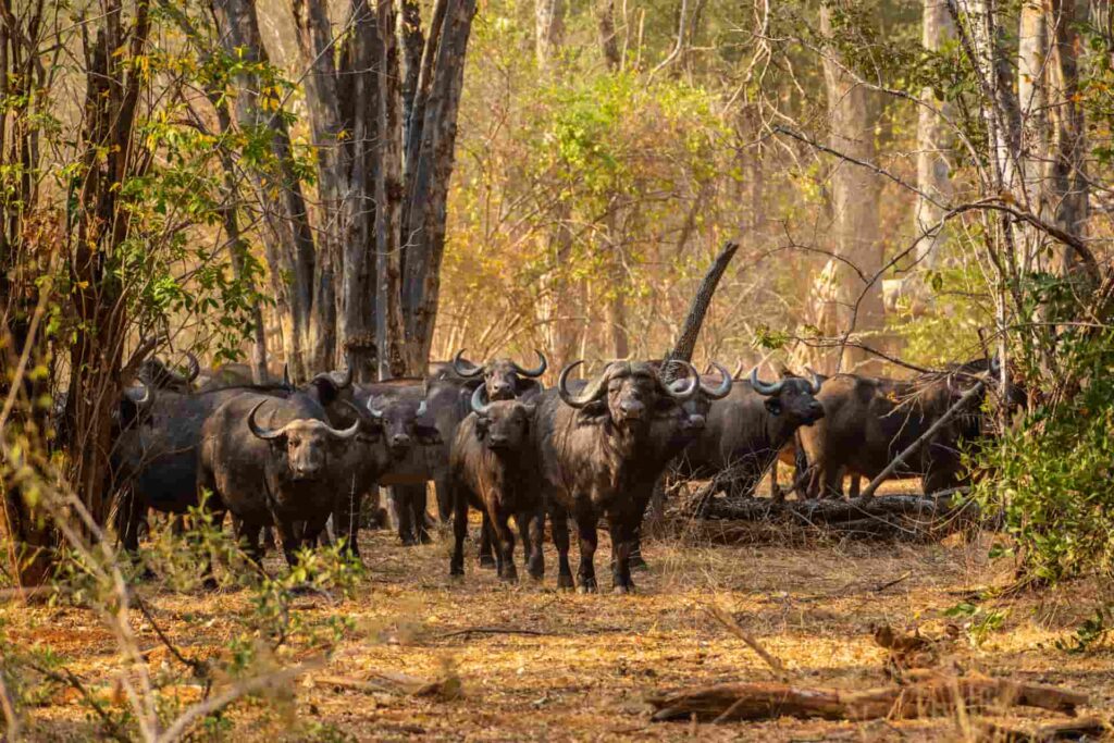 Project Rewild Zambezi