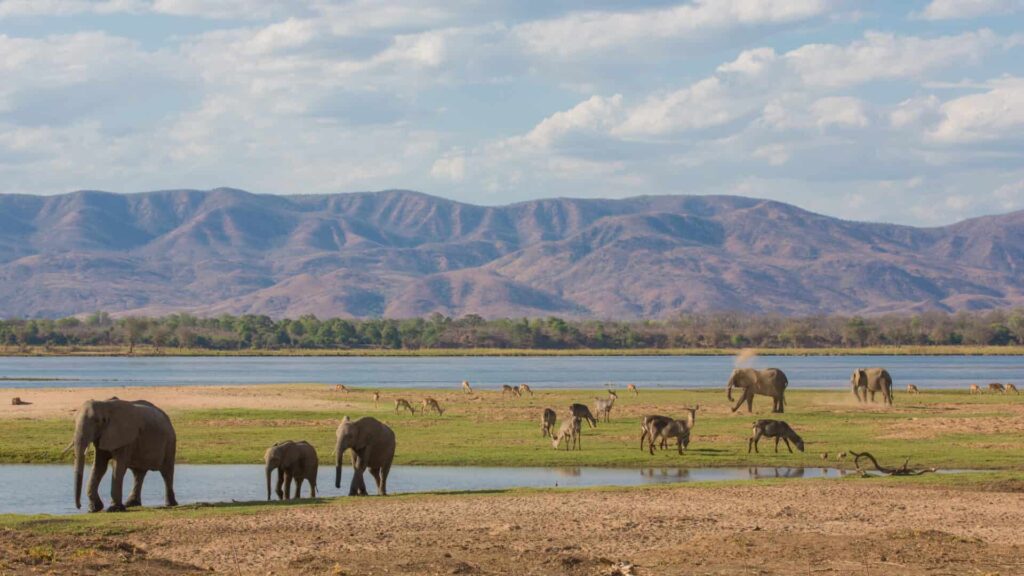 Project Zambezi