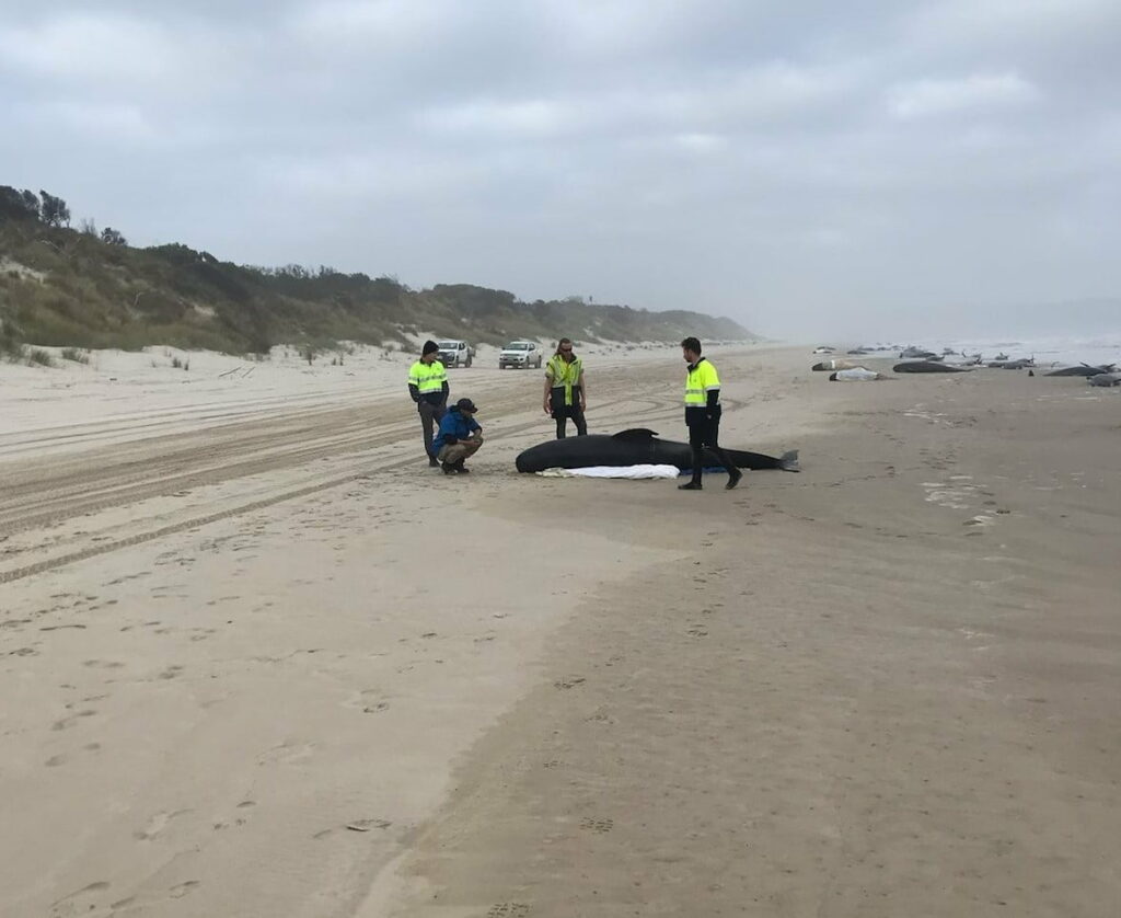 Rescuers attempt to save the beached whale