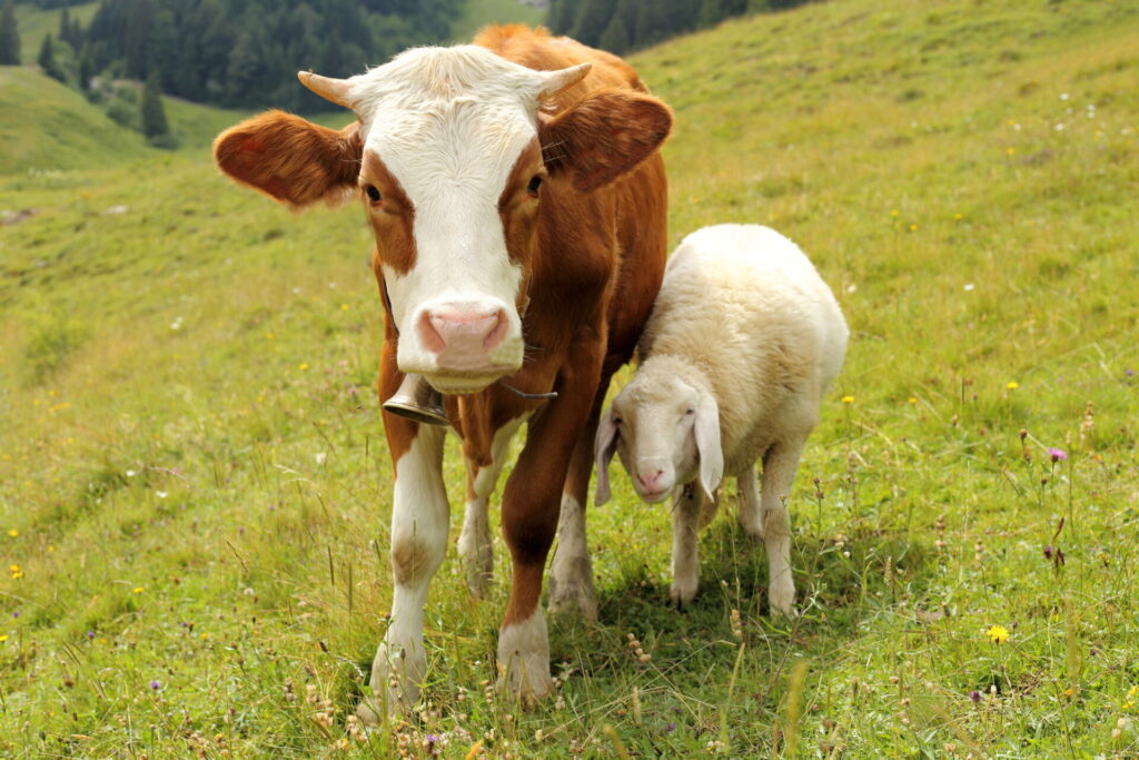 a cow and a lamb looking to camera stood close to one another in a cage-free environment