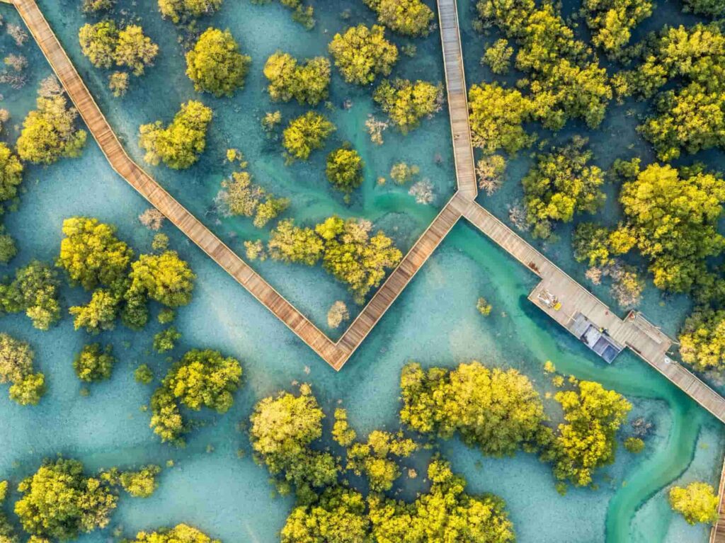 The Mangroves National Park in Abu Dhabi