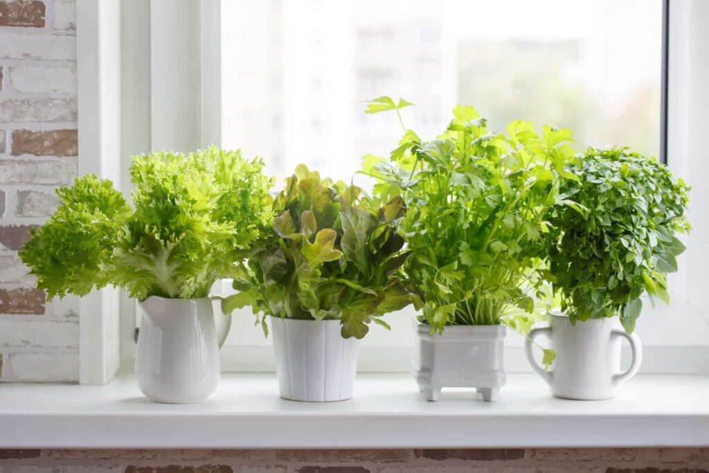 Ways To Create A Garden On Your Windowsill