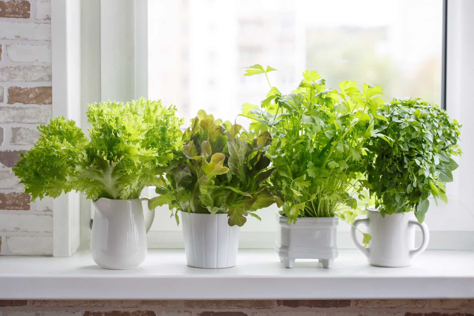 Ways To Create A Garden On Your Windowsill