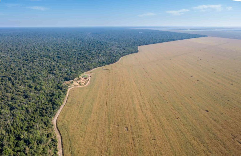 5 million hectares of rainforest are lost every year primarily for the livestock industry.
