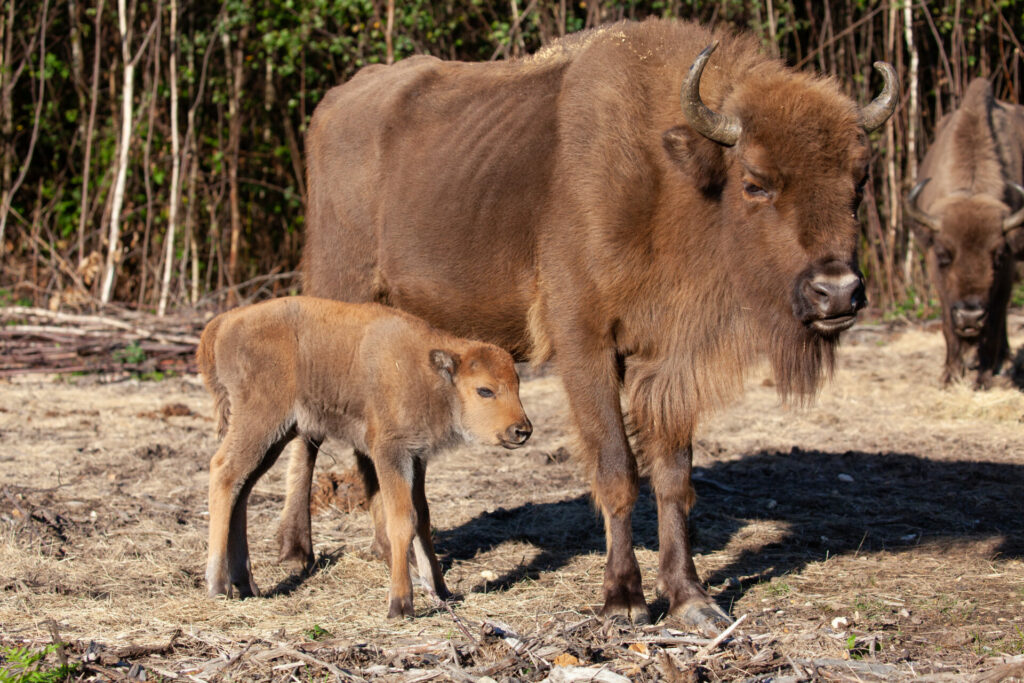 Bison calf with mum