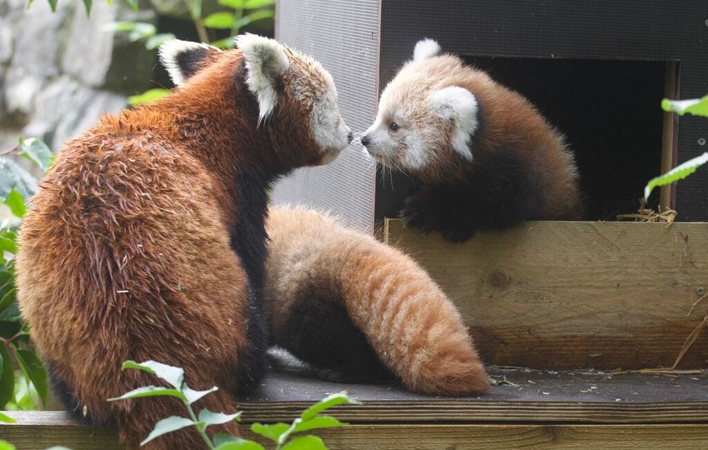 The two red panda cubs sniff touch noses