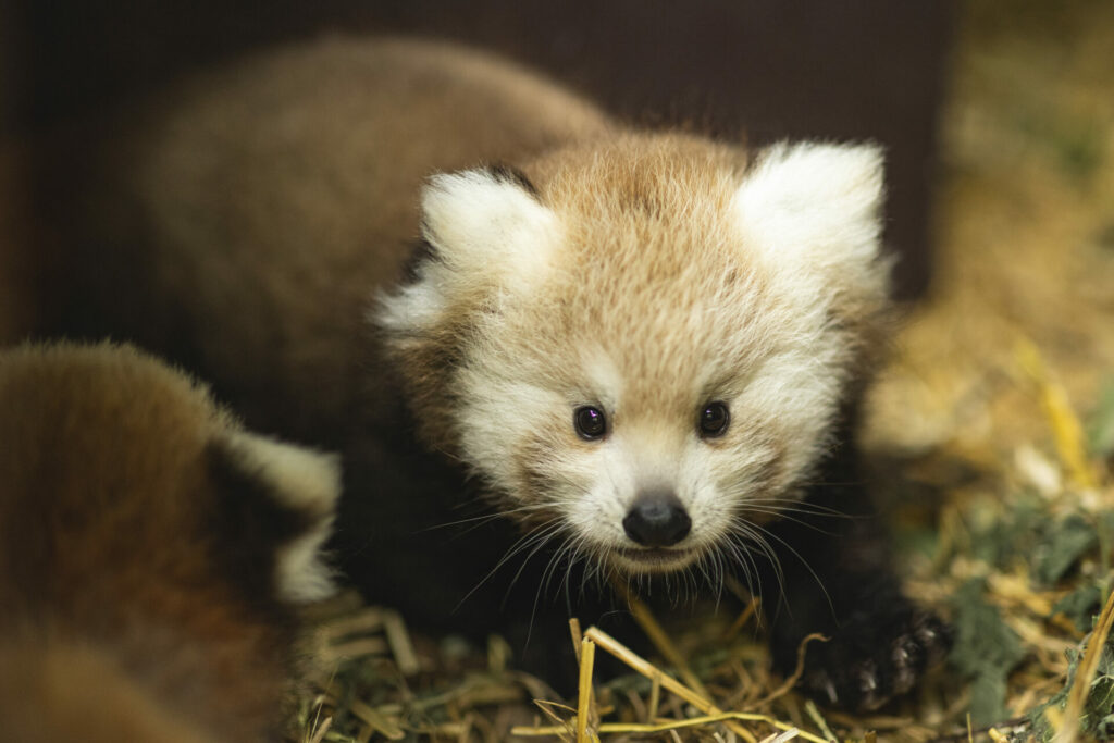 baby red panda cub looks to camera from den 