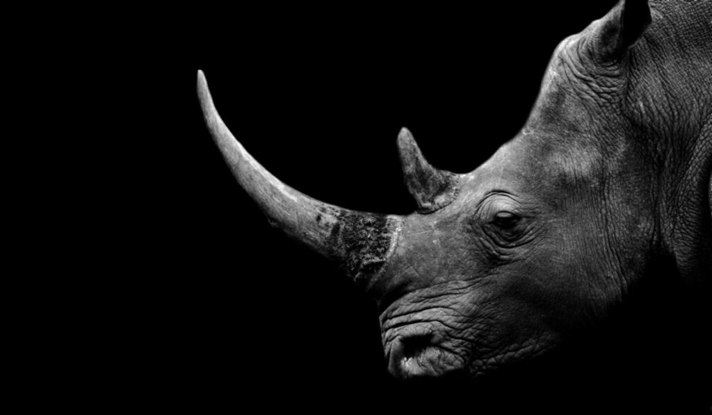 Two men arrested for trading rhino horn