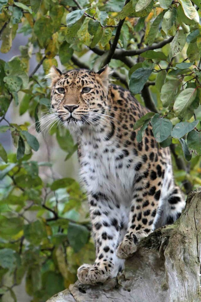 Amur Leopard