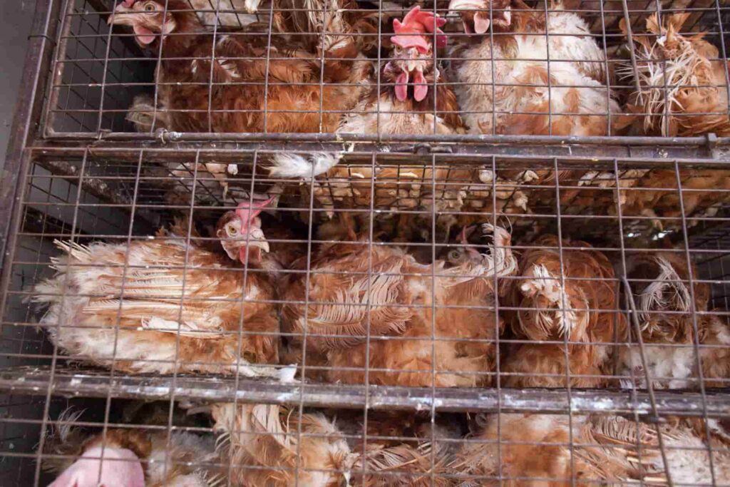 Battery hens are often kept in tiny cages