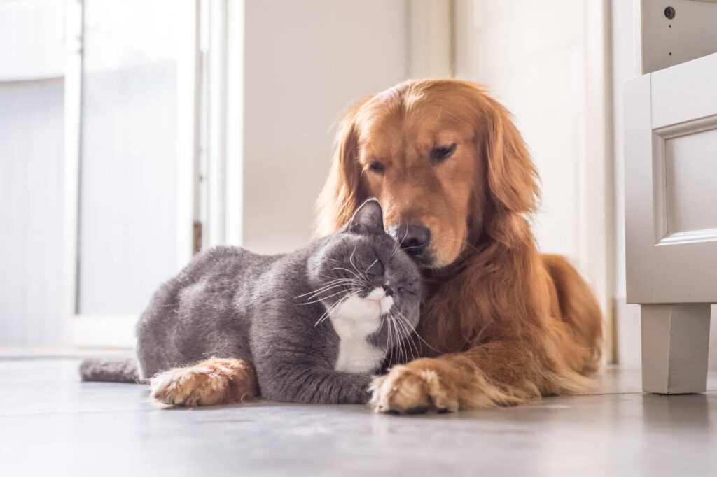 Eco-Friendly Pets