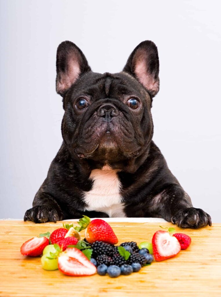 Eco pets: dogs can live on a vegetarian and even vegan diet