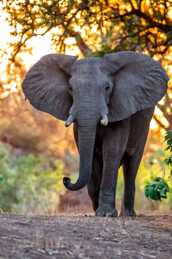 Elephant