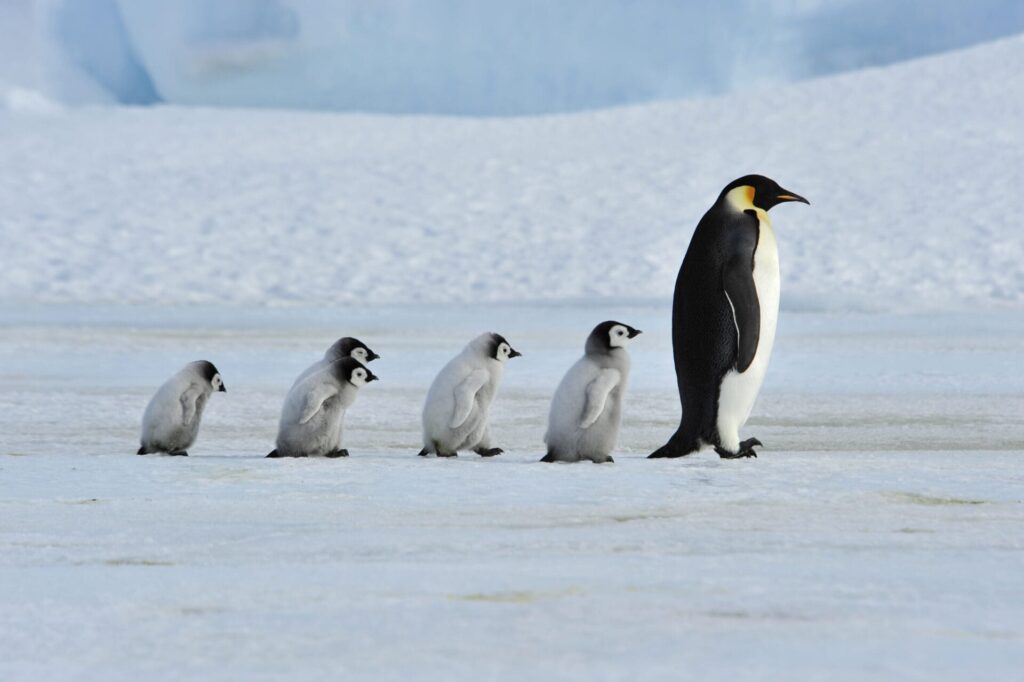 Emperor Penguins