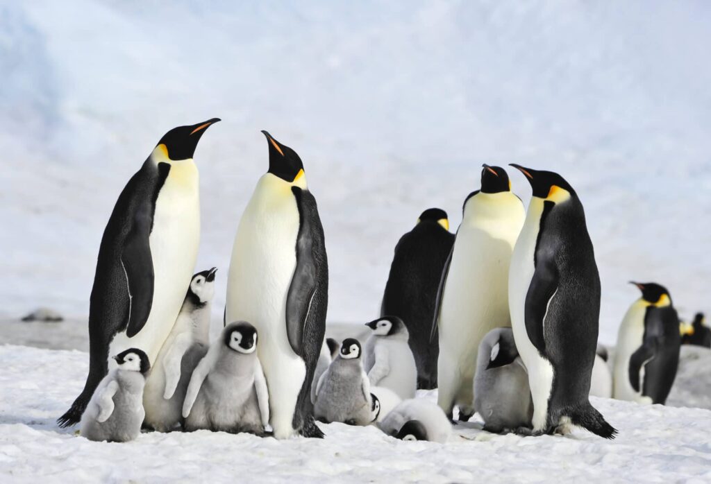 Emperor Penguins are famous for their shared parenting roles