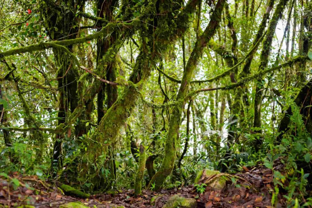 Mossy Forest, Malaysia