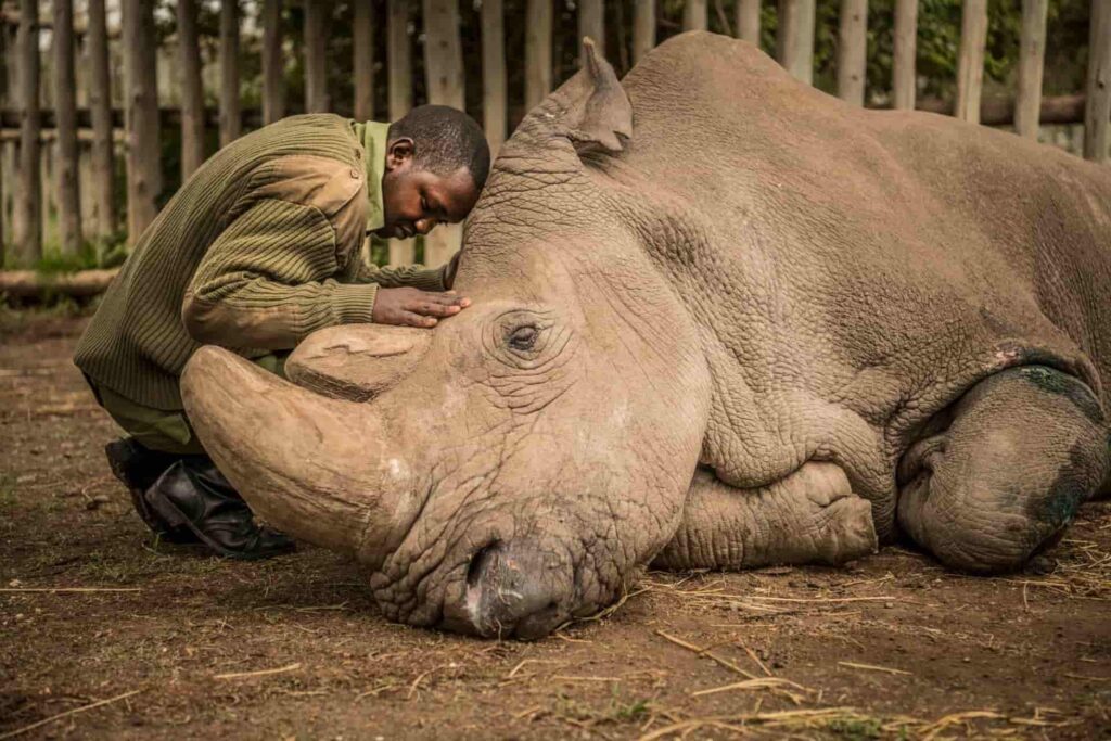 northern white rhino moments before he passed away
