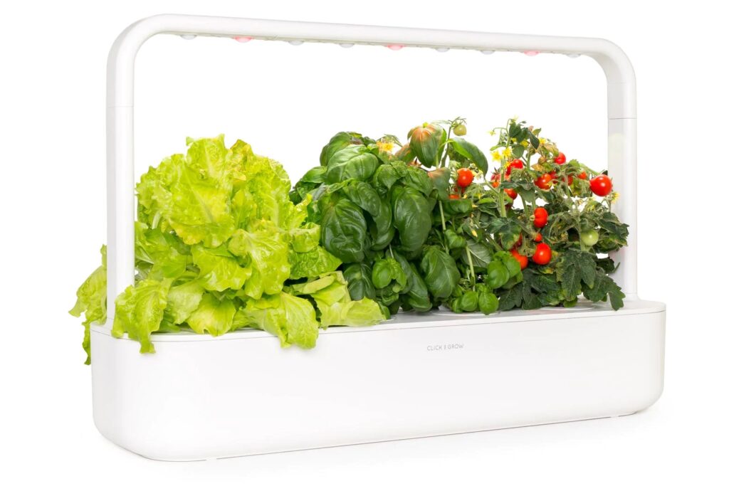 Growing food made easy in smart white tech box with basil lettuce and cherry tomatoes 