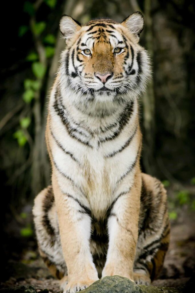 a proud sunda island tiger looks to camera he is one of the animals mentioned in Anthony's poetry