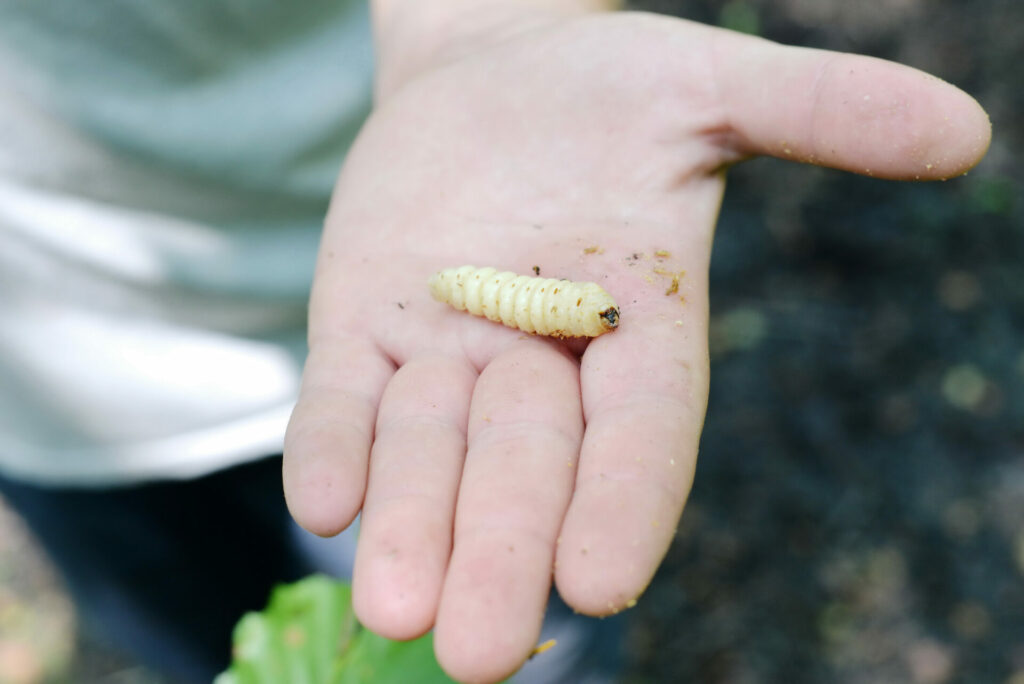 Super Worm Saliva Could Be Breakthrough Weapon In Battle Against