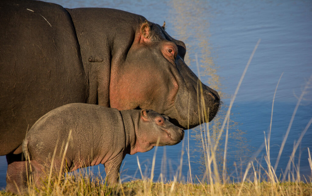 Hippos standing at the water's edge - a baby and its mother