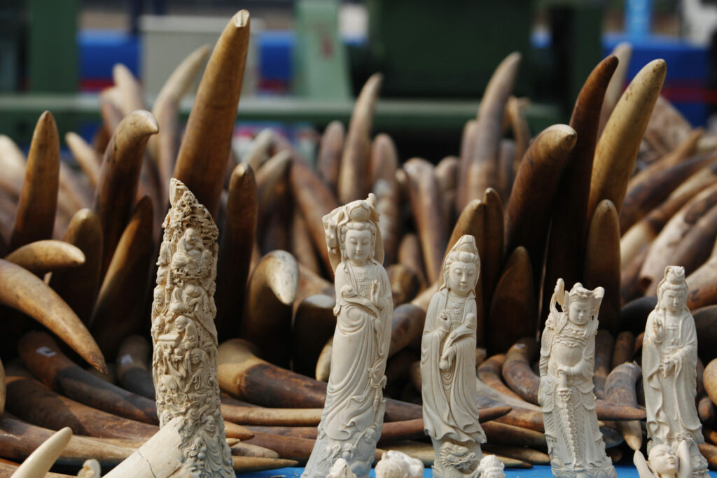 elephant tusks in the backdrop with ivory figurines at the forefront