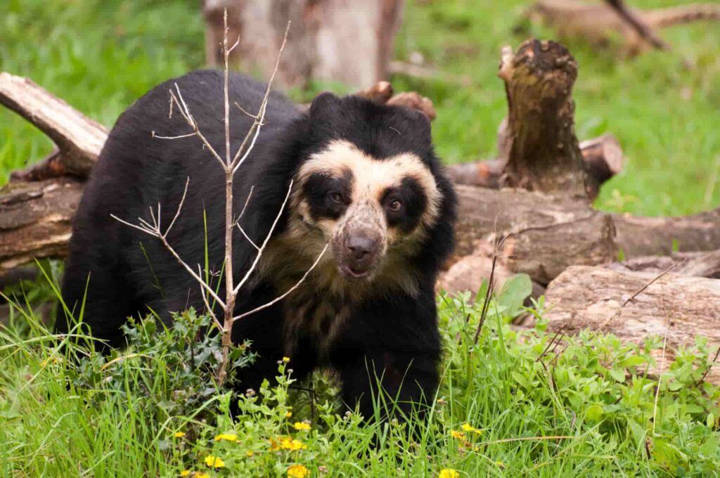 Spectacled Bear