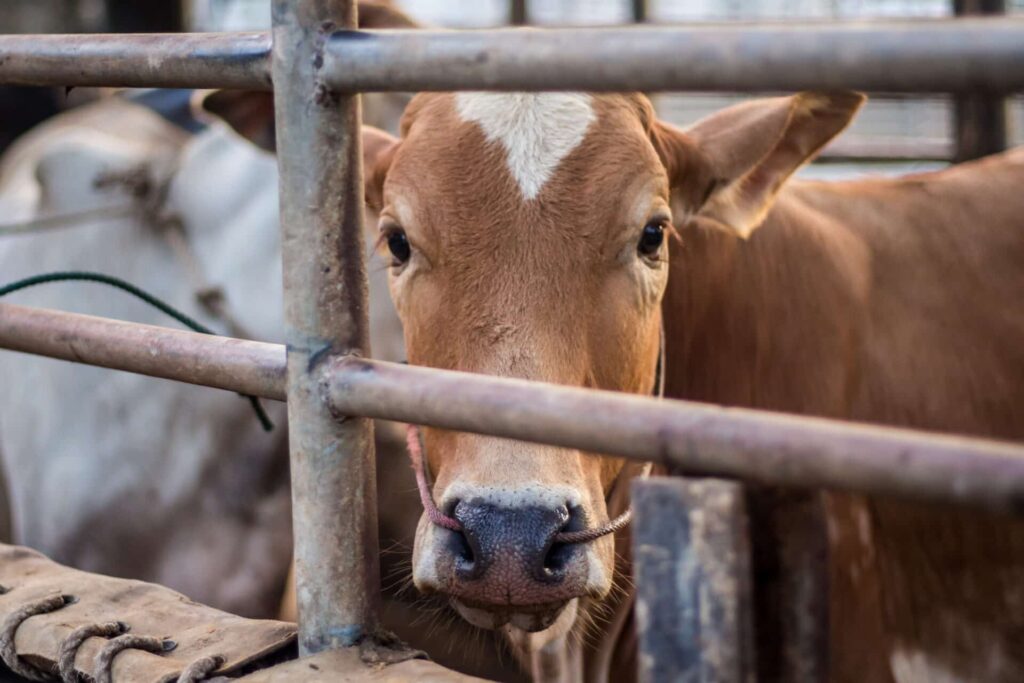 Stop Eating Farmed Animals
