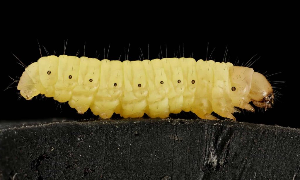 super worm saliva could be breakthrough weapon in battle against plastic pollution