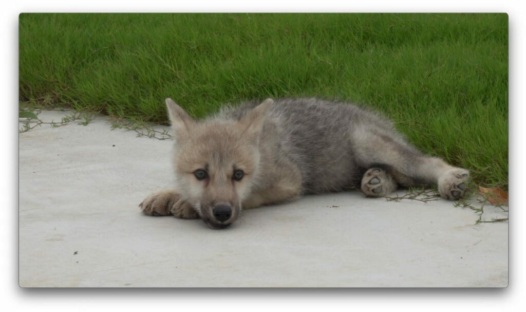 World’s First Biotech Arctic Wolf Successfully Cloned