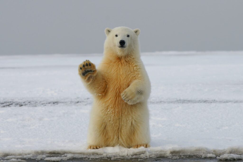 WWF Report Highlights Devastating 69% Global Species Decline