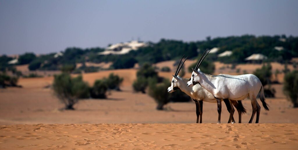 oryx looking out over the desert