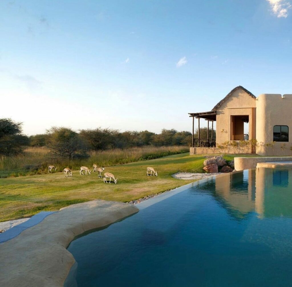 gazelles graze by hotel pool