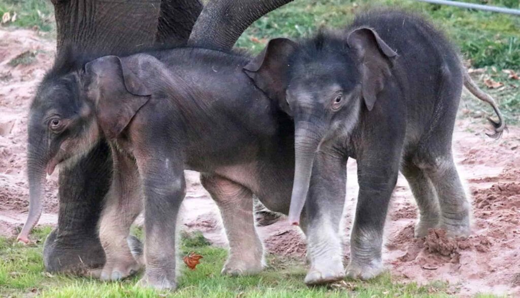 Asian Elephant Twins in the united states