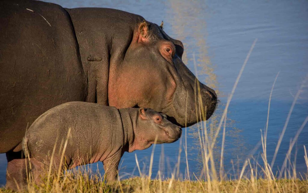 Hippos a baby and its mother 