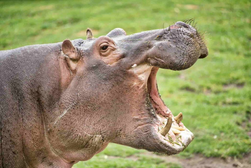 Hippos are increasingly being poached for their ivory teeth as a cheap alternative to elephant ivory