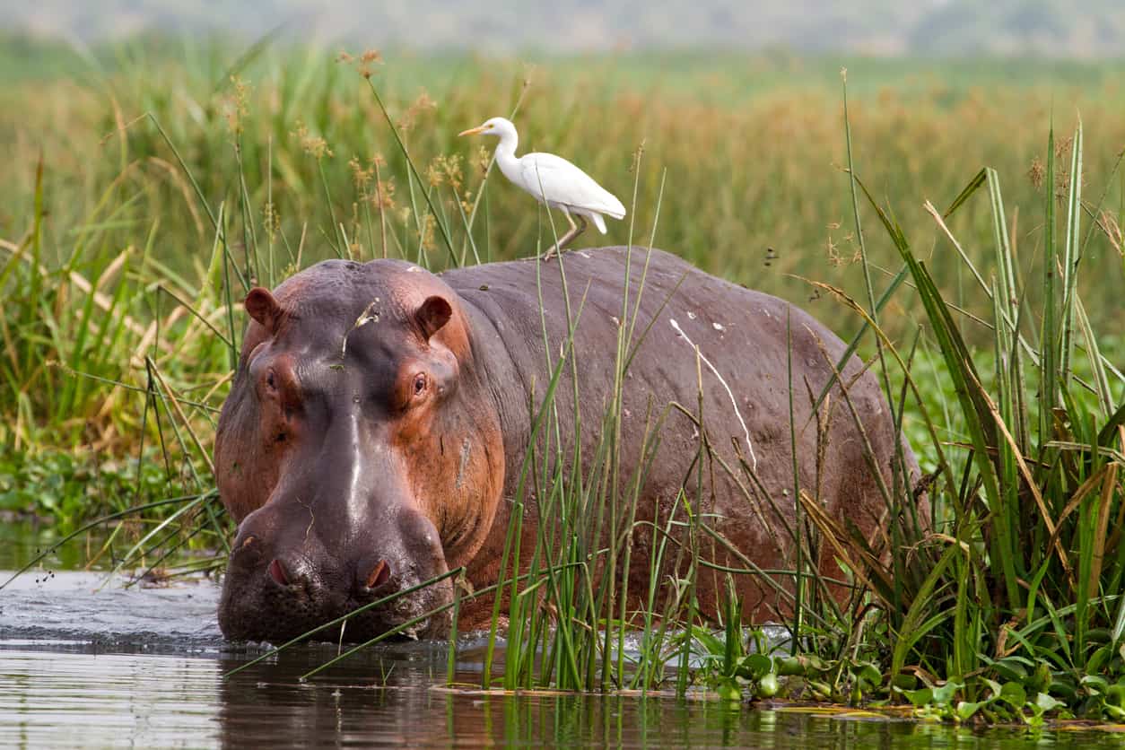 Hippos are not currently protected by uk law