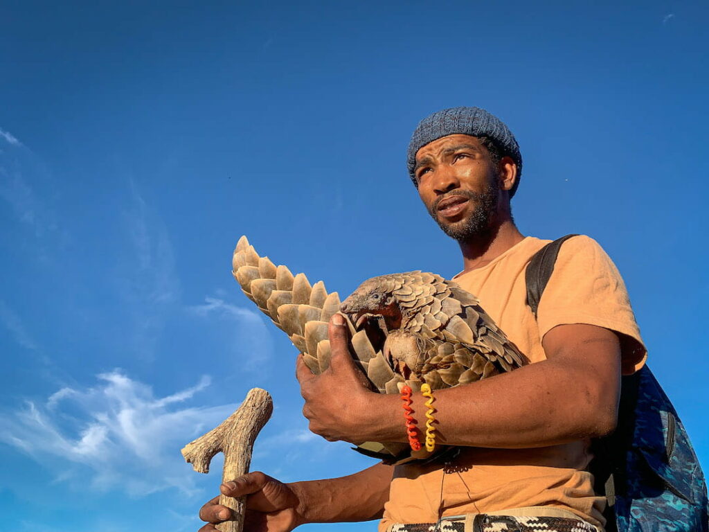 Pangolin Captured By Traffickers