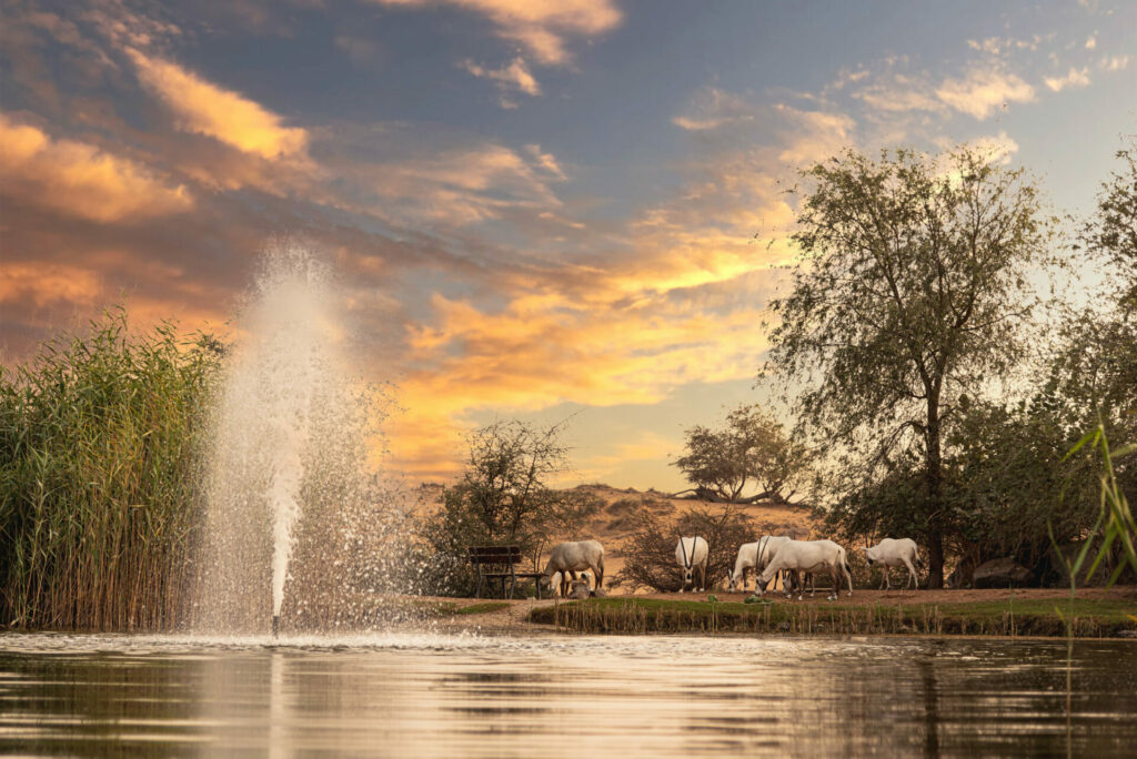 sunset over a fountain with grazing gazelle