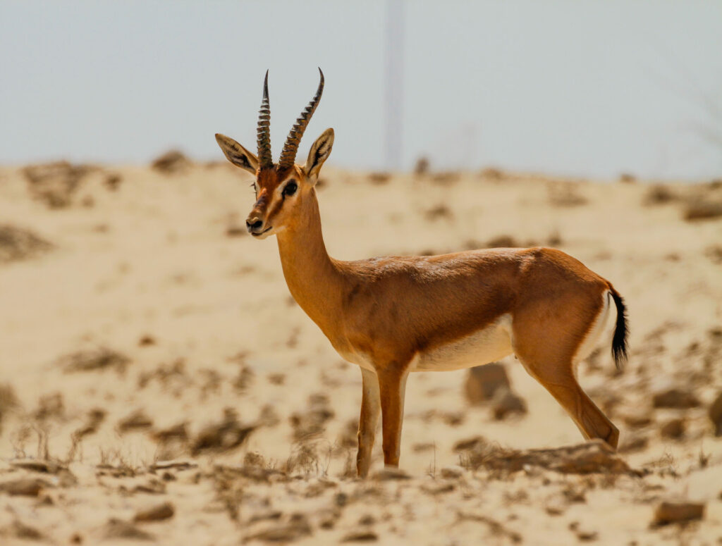 the Abu Dhabi nature app will allow residents to track sightings of wildlife such as this Arabian gazelle stood in the desert 