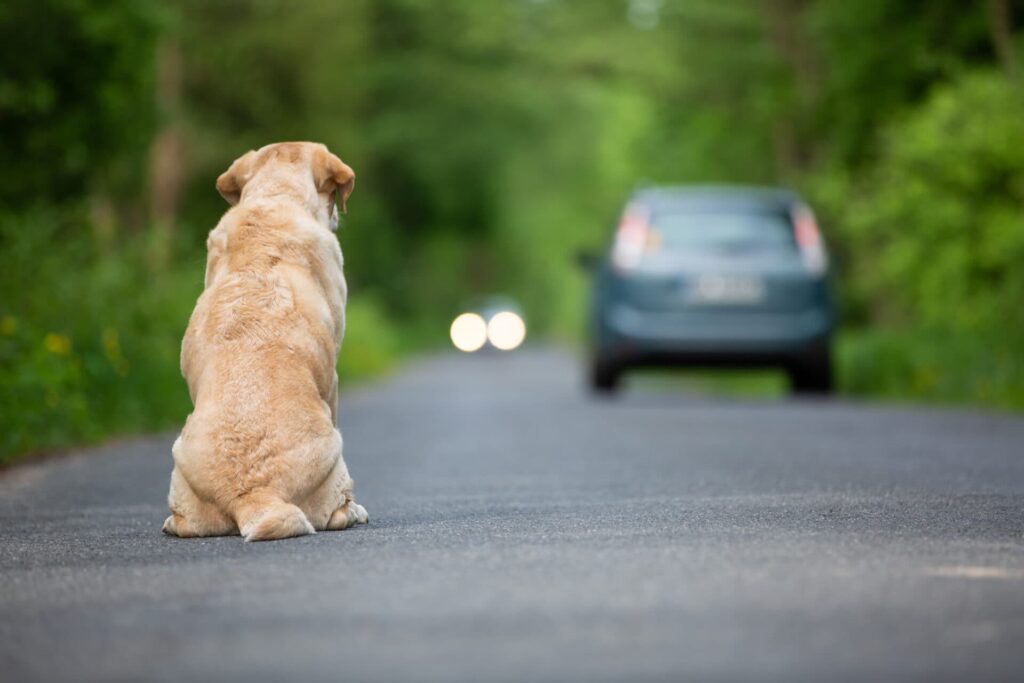 abandoned dogs
