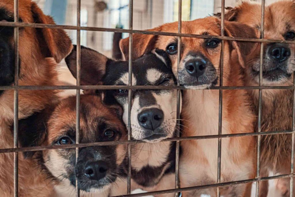 abandoned dogs in the uae