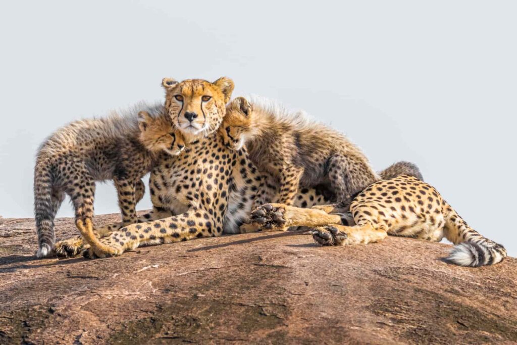 African Savannah Cheetahs Face Extinction