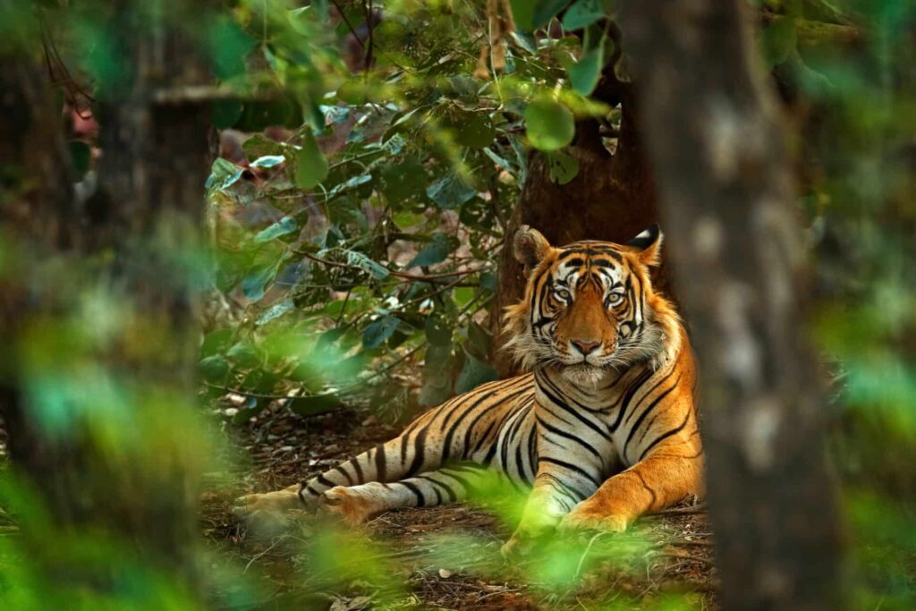 Asia’s Silent Big Cat Killer