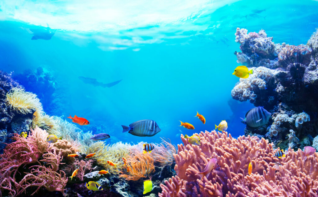 Help the planet with the gift of a reef for Christmas 