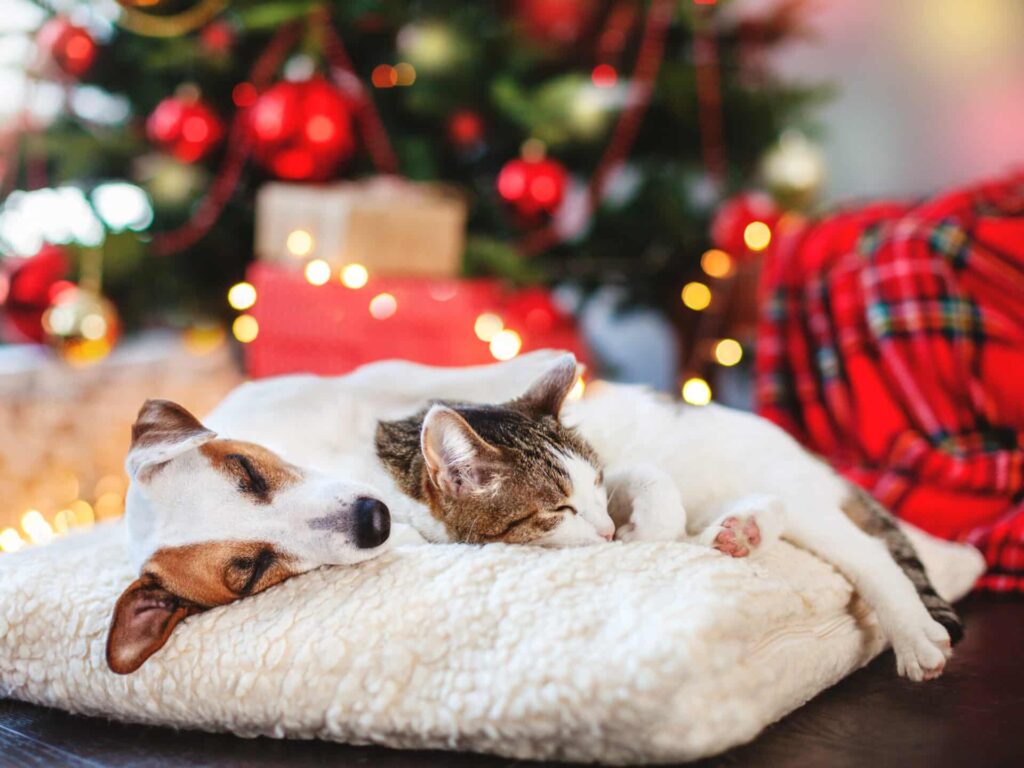 giving pets as gifts is irresponsible